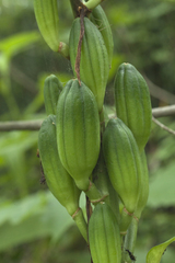 Cardiocrinum cordatum