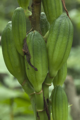 Cardiocrinum cordatum