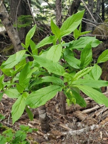 twinberry honeysuckle