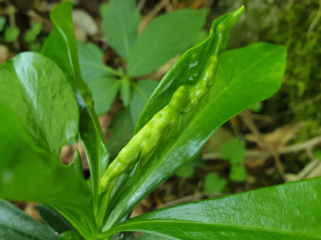 Dasineura daphnes
