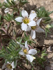 Linanthus demissus