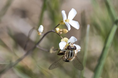 Anasimyia bilinearis