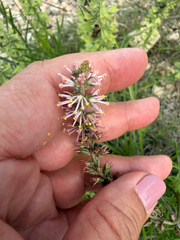 Schoenocaulon texanum, photograph (c) IDClaire, some rights reserved (CC BY)
