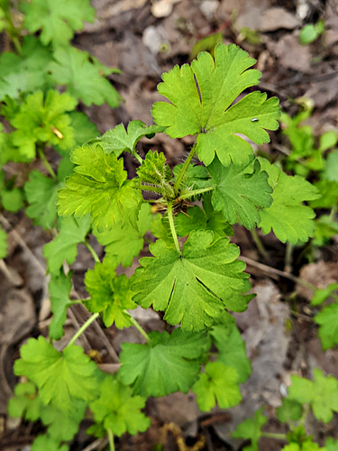 Наблюдение на iNaturalist