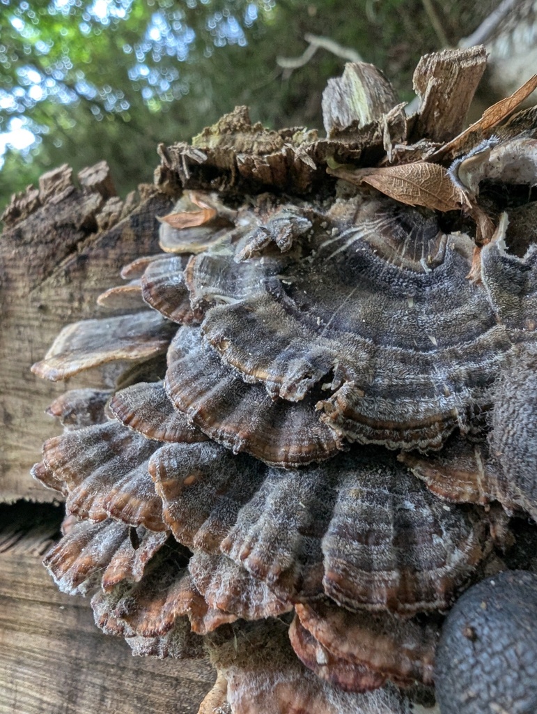 Trametes versicolor · May 2026 · photo: © atsushi_nakajima_cirque (iNaturalist, cc-by)