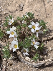 Linanthus demissus