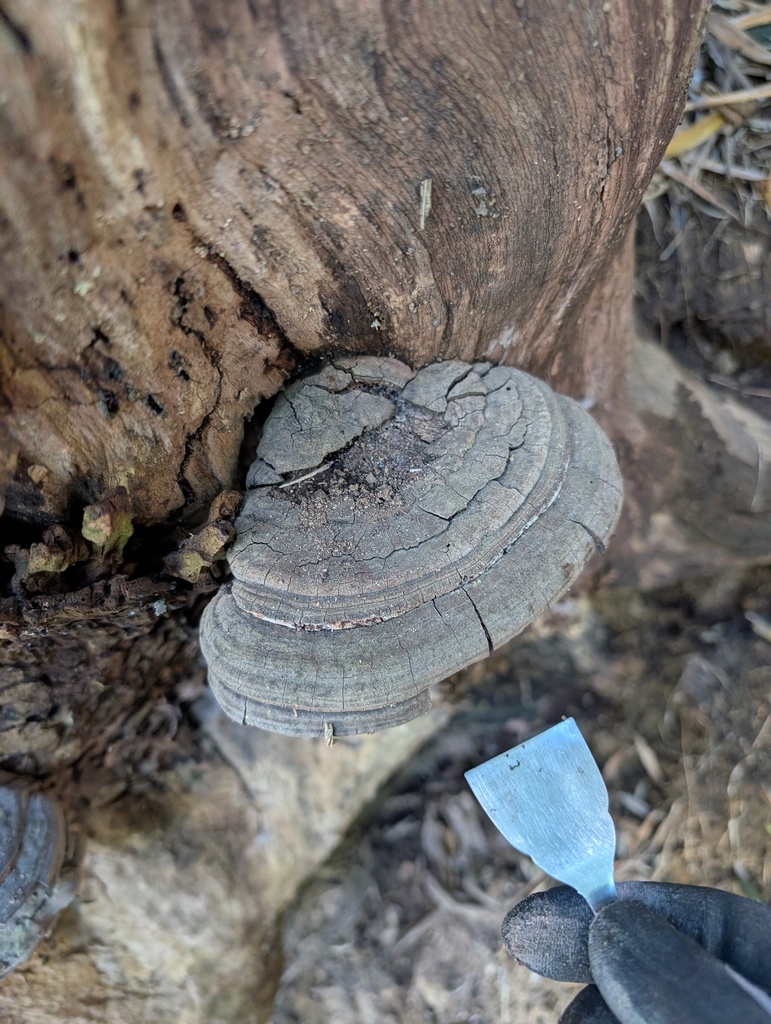Ganoderma applanatum · May 2026 · photo: © atsushi_nakajima_cirque (iNaturalist, cc-by)