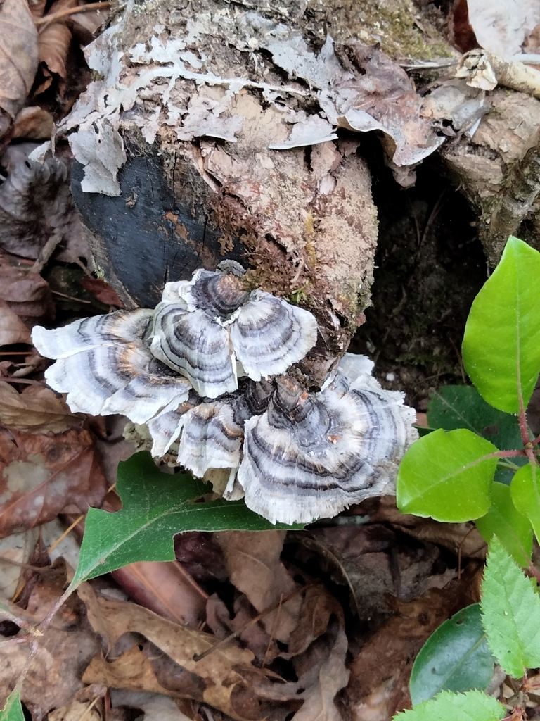 Trametes versicolor · May 2026 · photo: © runcator (iNaturalist, cc-by-nc)