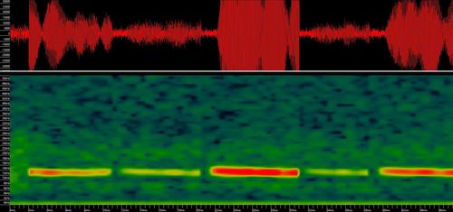 Florida Bonneted Bat