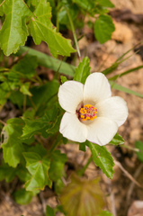 Hibiscus richardsonii