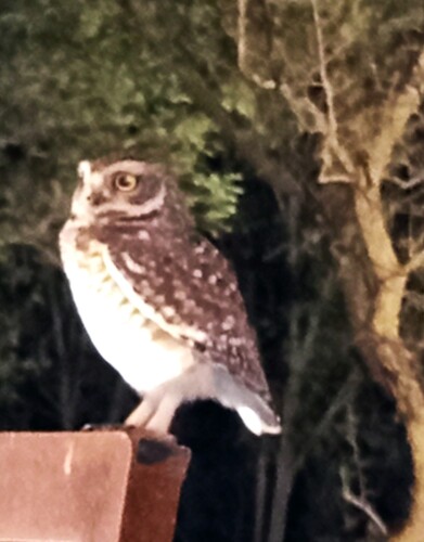 Burrowing Owl