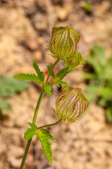 Hibiscus richardsonii