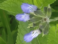 Salvia rypara