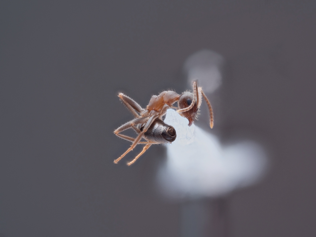 Lasius maltaeus