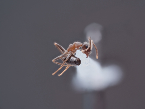 Lasius maltaeus