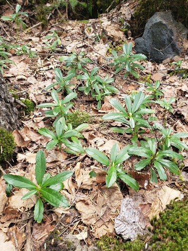 pipsissewa