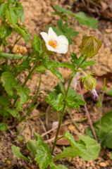 Hibiscus richardsonii