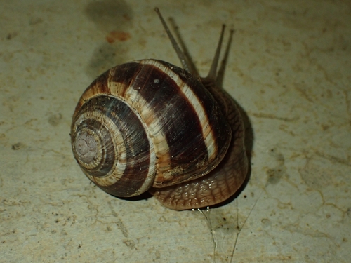 Helix lucorum