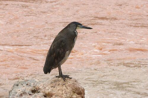 Fasciated Tiger Heron (Tigrisoma fasciatum), photo 6