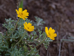 Eriophyllum lanatum achilleoides