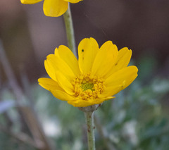 Eriophyllum lanatum achilleoides
