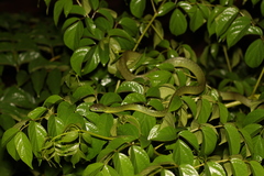 Boiga cyanea
