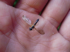Nephrocerus lapponicus