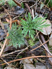 Dicentra formosa