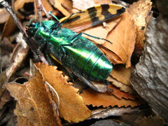 Conognatha