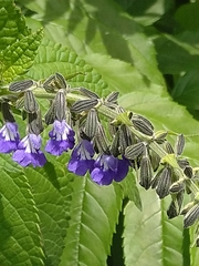 Salvia stachydifolia