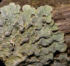 Punctelia perreticulata