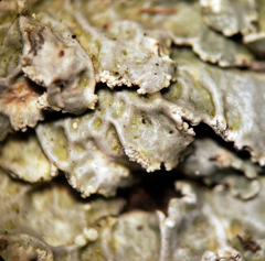 Punctelia perreticulata