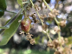 Callirhytis congregata