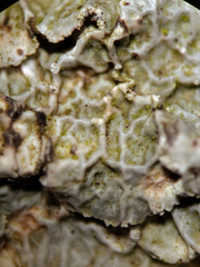 Punctelia perreticulata