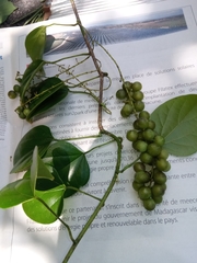 Tinospora uviforme image