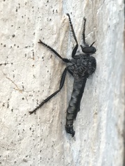 Rhadiurgus variabilis