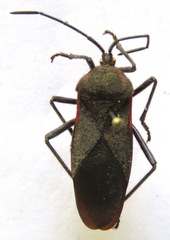 Sephina subulata