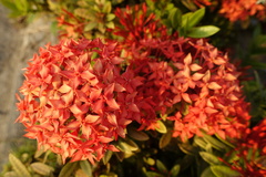 Ixora coccinea