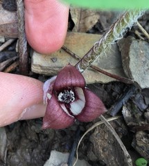 Asarum canadense reflexum