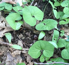 Asarum canadense reflexum