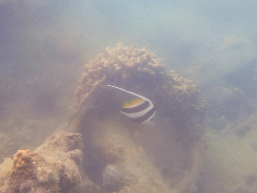Heniochus acuminatus