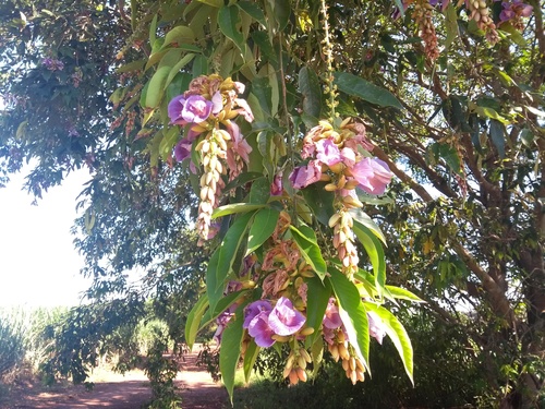 Philippine pigeonwings (Clitoria fairchildiana)