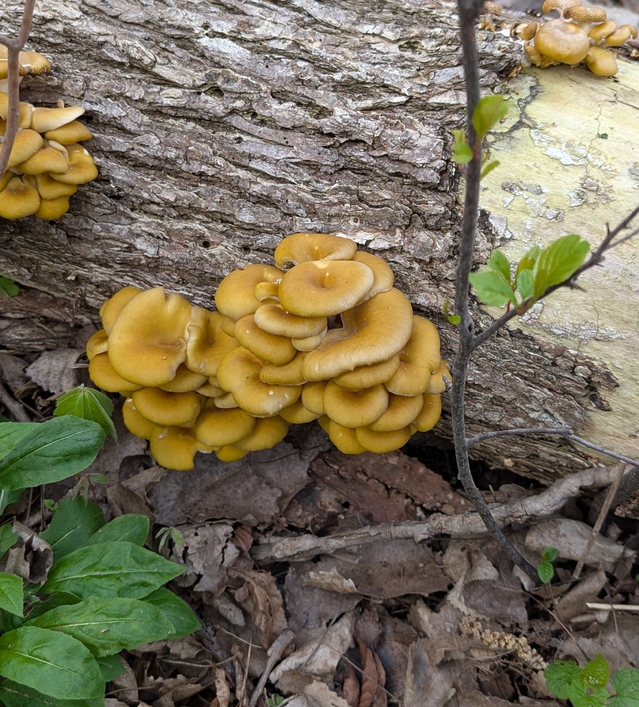 Pleurotus citrinopileatus · May 2026 · photo: © alan_prather (iNaturalist, cc0)