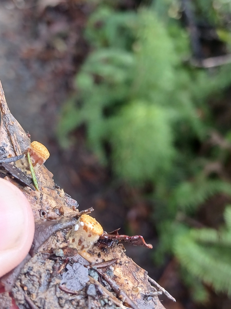 Crucibulum simile · May 2026 · photo: © mphnz (iNaturalist, cc0)