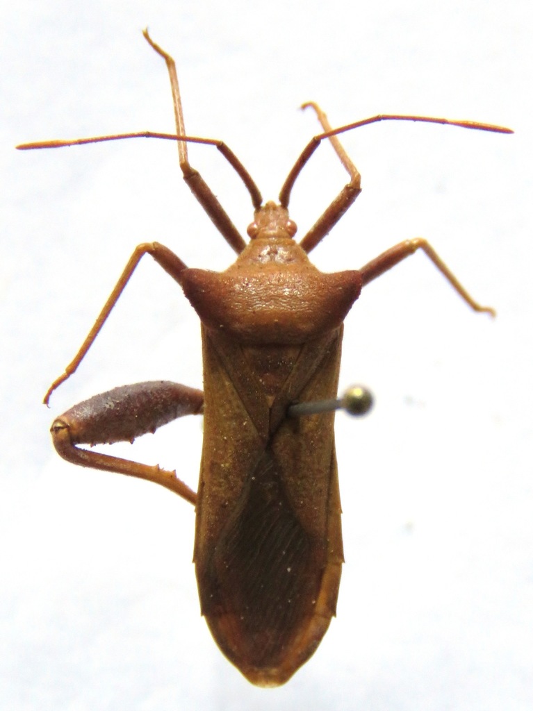 Piezogaster chontalensis