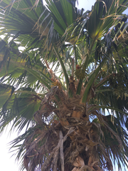 Pritchardia beccariana