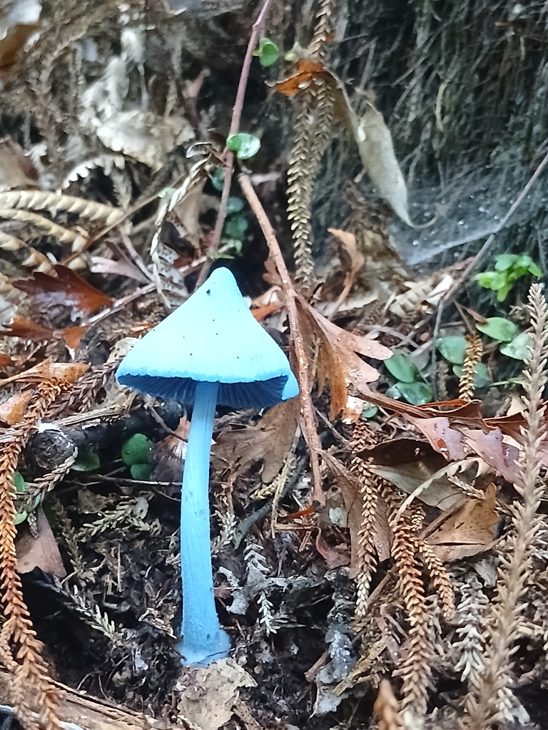 Entoloma hochstetteri · May 2026 · photo: © mphnz (iNaturalist, cc0)