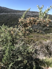 Ozothamnus secundiflorus