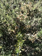 Ozothamnus secundiflorus