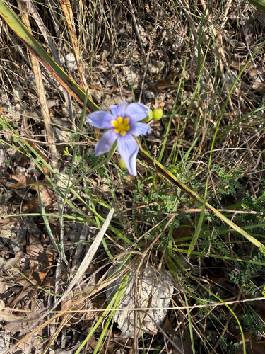 Sisyrinchium ensigerum, photograph 2